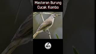 Masteran burung cucak kombo