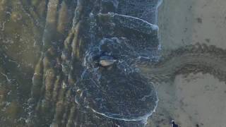 Leatherback Sea Turtle Returning to Sea