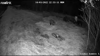 When Wild Boar ar Feeding/Mežacūkas barotavā