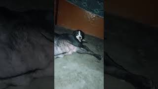 Lucy and Ruby (mmy-beti)#doglover #pitbulldog #trendingshorts #puppy #cute #youtubeshorts