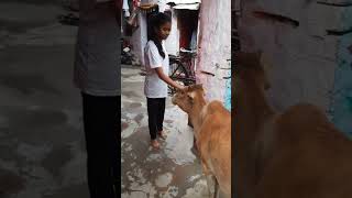 गौ माता #viral #trending viralvideo