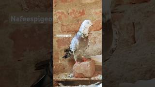 Desi pigeon #shorts #viralvideos #bird #pigeon #nafeespigeon