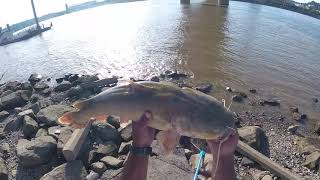 11lbs FLATHEAD (Newport,Ky)6-30-19 Ohio river Bank fishing