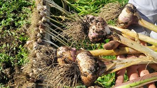 Garlic Harvest!💥