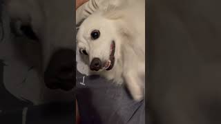 Very funny American Eskimo Dog