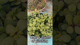 jade plant care #jadeplant #jade #crassula #succulent #bonsai