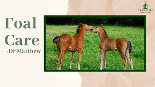 What to know about Foal Care with Dr. Matthew