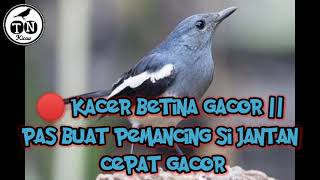 Kacer betina gacor || pas buat pemancing si jantan cepat gacor