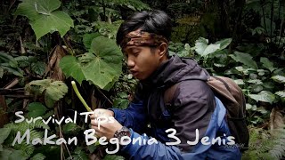 ( SURVIVAL TIPS 15 ) Makanan di hutan yang menyegarkan dan banyak manfaat ( begonia )