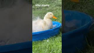 Aflac playing