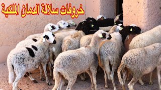 أجود خروفات سلالة الدمان الملكية 🐑🏅