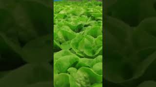 hydroponics-Nilgiris