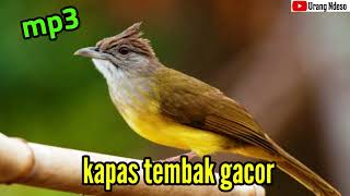 Masteran burung kapas tembak cocok buat isian murai batu