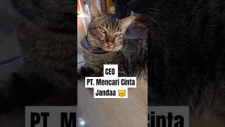 Janda 😼 kampung mana lagi nih?? #kucing #catlover #cat #catvideos #masukberanda #fypシ #fyp #shorts