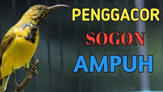 🔴 AMPUH BIKIN SOGON GACOR, PANCINGAN SOGON BANYAK DI TONTON