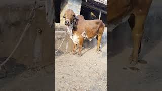 bansi gir breeding farm-viradi