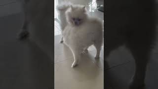 The cutest babies ever #dog #cuteanimals #funnyvideo #animallover #pomeranian #sugar