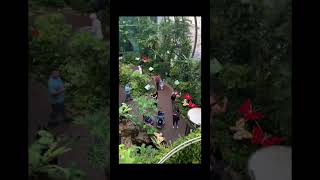 Butterfly garden #trending #viral #subscribe #vlog #shorts #short #youtubeshorts