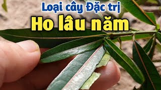 Bài thuốc trị Ho lâu năm, đau răng, viêm lợi, cao huyết áp. PHAN HẢI Vlog.