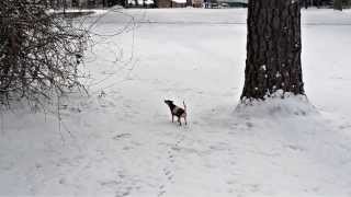 Buster's First Snow