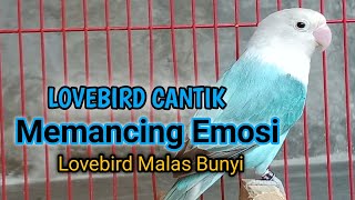 MASTERAN BURUNG LOVEBIRD AGAR CEPAT BUNYI DAN GACOR