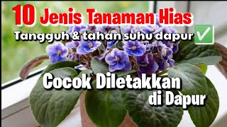 Serap Bau Tak sedap‼️ 10 Jenis Tanaman Hias Cocok Diletakkan di Dapur || Tahan suhu Panas