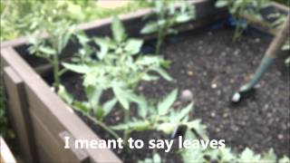 My peppers and tomatoes 2012 part 10