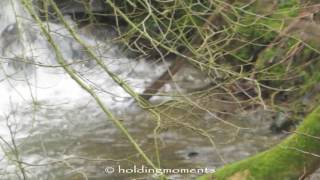 Dipper nest building