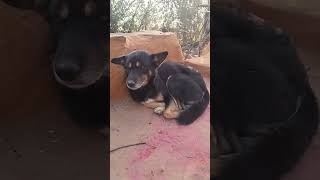 Mountain Dog | Sleeping Beautiful Dog