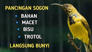 PANCINGAN SOGON BAHAN, BISU, MACET JAMINAN LANGSUNG NYAUT