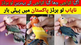 Love birds mutations karachi 2023 | Love birds business in karachi 2023 | EP 46