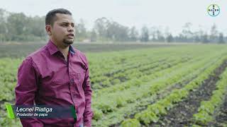 En la sabana de Bogotá, Leonel y DESTELLO® lograron un mejor cultivo de papa. | Agro Bayer Colombia​