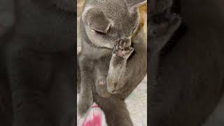 This is so funny 😂😂😂😂😂😂😂#funnyvideo #cat #britishshorthair #animallover #dog