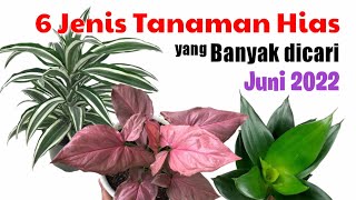 6 Jenis Tanaman Hias Banyak dicari Juni 2022 ||  Cantik dan dikenal Tanaman pembersih Udara