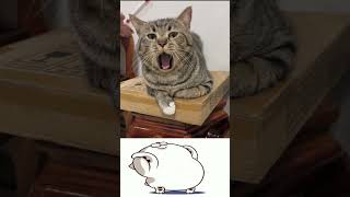 Cat sound funny moments, cat funny video #shorts #cat #catvideo