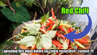 Harvesting red hot chili . . .