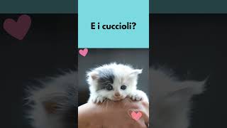 I Gatti Possono Bere Latte #Shorts #ViralVideo #GattiFelici #curiosità #amicifelini