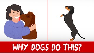 10 Odd Dog Behaviors Explained