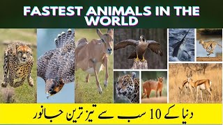 Fastest Animals and Birds in the World | Fastest Runners in the World | In Urdu