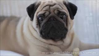 Agria - "Not Today, George" - Comercial de TV - Propaganda com Pug