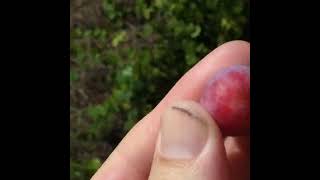 Ripe Chickasaw Plum