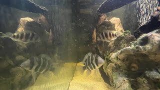 90 Gallon Tank Tour