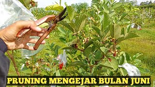 PRUNING MENGEJAR BUAH DI BULAN JUNI