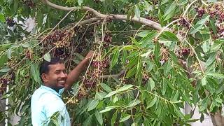 Fresh Black berries , Jamun todte time  masti karte hue. #Shorts  #Jamun