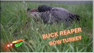 Bow Hunting Spring Turkey