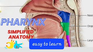 pharynx#anatomy#oropharynx#nasopharynx#laryngopharynx#muscles of pharynx#