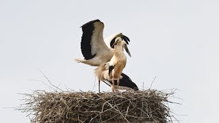 Störche Flugtraining