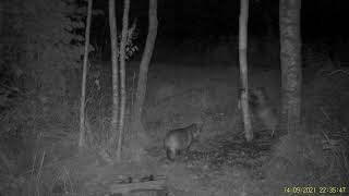 Kad jenotsuņi atraduši kārumu! Saldais kārums pievilināsānai/Racoon Dogs Have Found sweet lick