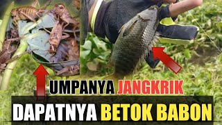 UMPAN MANCING IKAN BETOK BABON