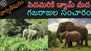 Elephants in Parvathipuram manyam district| గజరాజుల సంచారం|పార్వతీపురం మన్యం జిల్లాsatishkakimukkala